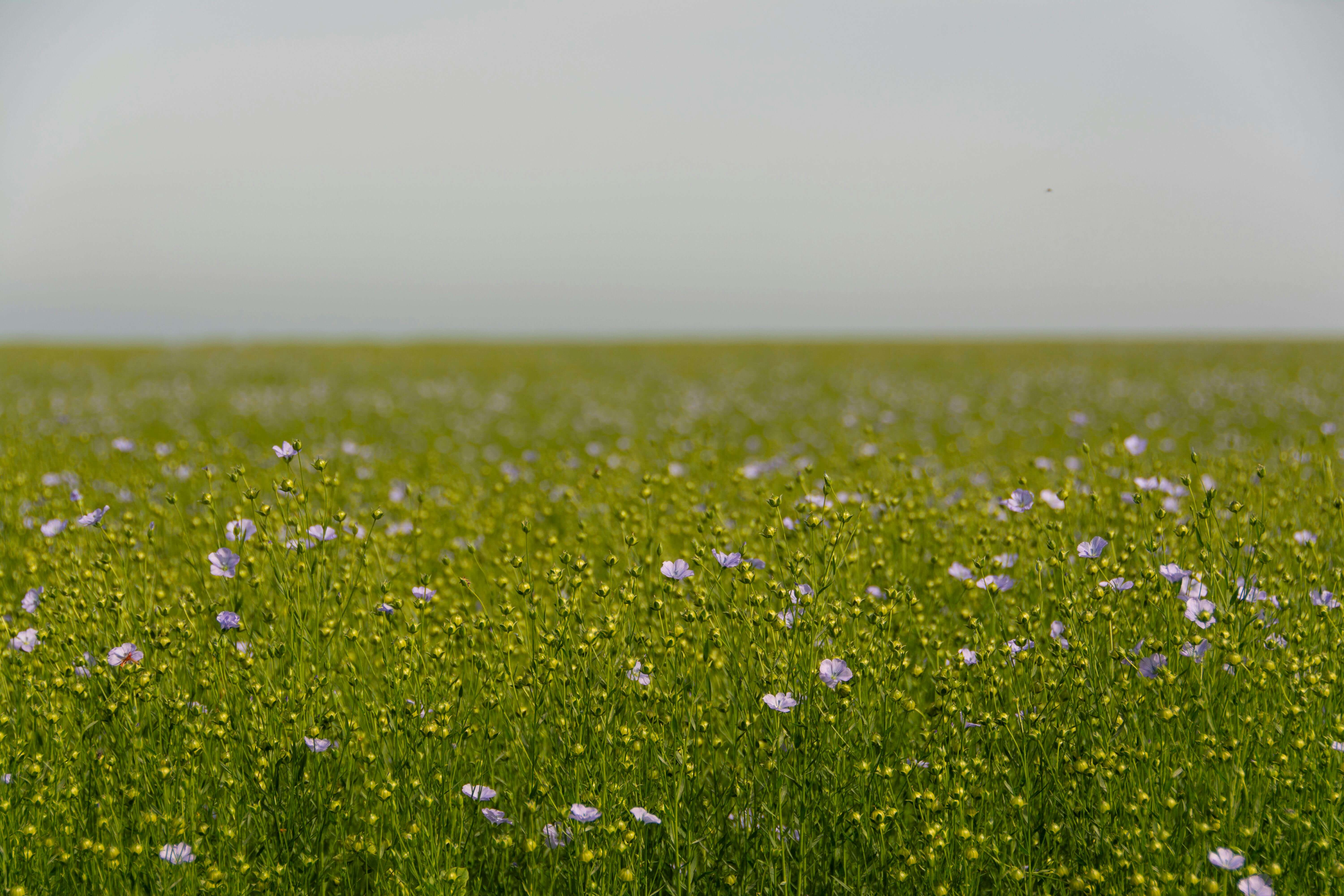 Flax crop